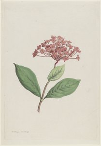 Pauwenkers (Ixora coccinea)