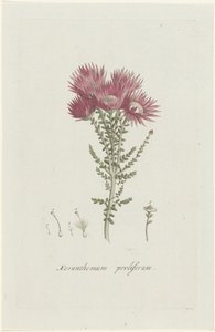 Phaenocoma prolifera Xeranthemum proliferum da Hendrik Schwegman