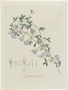 Ginestra purpurea da Hendrik Schwegman