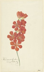 Tritonia Crocata (Freesia Fiammante) da Hendrik Schwegman