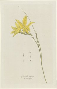 Gladiolo (Gladiolus carinatus Aiton) da Hendrik Schwegman