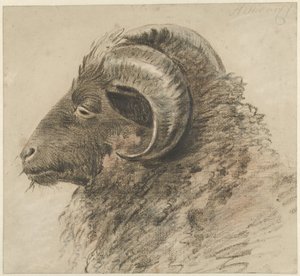 Kop van een ram, naar links, van opzij gezien da Hendrik Stokvisch