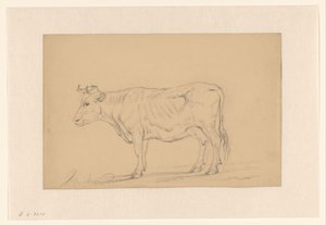 Studio di una mucca in piedi