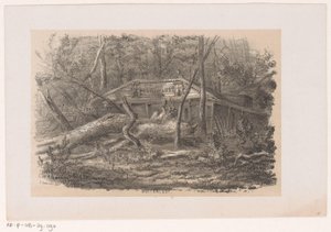 Albero caduto a Buitenlust, dopo la tempesta del 28 maggio 1860