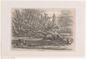 Albero caduto presso la Koekamp, dopo la tempesta del 28 maggio 1860 (Album di dieci schizzi litografati, rappresentanti scene della distruzione causata dalla tempesta del 28 maggio 1860 nella foresta di 