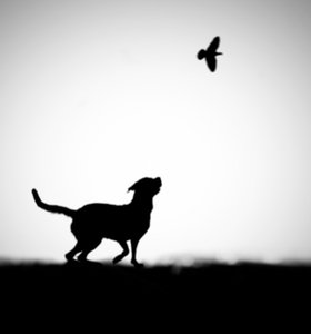 Sagoma giocosa di cane e uccello da Hengki Lee