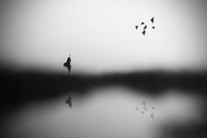 Riflesso di uccelli sereni da Hengki Lee