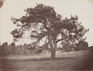 Parco del Palazzo Hamilton (Pino Parasole), 1858 circa (foto) da Henri Charles de Rostaing