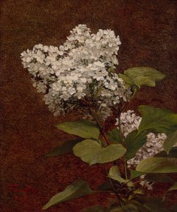 Lillà bianchi