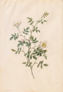 Rosa canina o rosa selvatica da Pierre Joseph Redouté