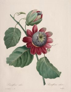 Choix des plus belles fleurs...plus beaux fruits: Passiflore ailee, 1827 da Pierre Joseph Redouté