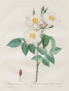 Le Rose: Rosa Damascena, subalba, 1817-1824 da Pierre Joseph Redouté