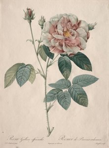 Le Rose: Rosa Gallica, 1817-1824 da Pierre Joseph Redouté