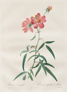 Les Roses: Rosa Longifolia da Pierre Joseph Redouté