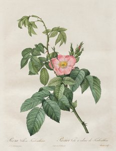 Le Rose: Rosa Villosa Terebenthina da Pierre Joseph Redouté