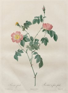 Le rose: Rosa indica da Pierre Joseph Redouté