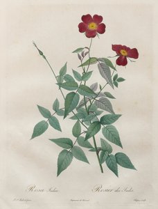 Le rose: Rosa indica, 1817-1824
