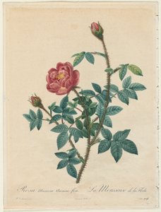 Rosa muschiata, 1817-1824 da Pierre Joseph Redouté