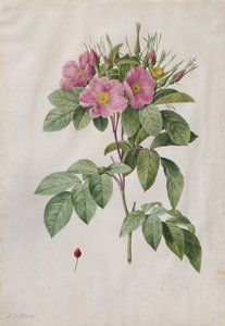 Rosa Carolina Corymbosa, 1817-1824 da Pierre Joseph Redouté