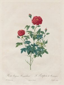 Pompon Rose, 1817-1824
