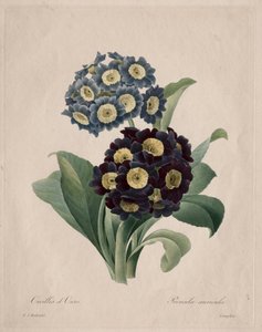 Primula auricula, 1827