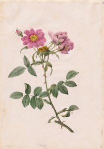 Rosa Collina Monsoniana, 1817-1824 da Pierre Joseph Redouté