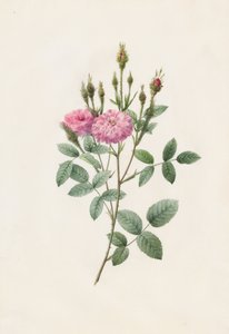 Rosa Pomponiana Muscosa, 1817-1824 da Pierre Joseph Redouté