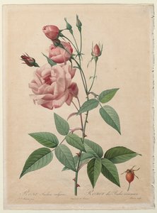 Le rose: Rosa della Cina o del Bengala da Pierre Joseph Redouté