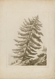 A Pine Tree da Henri L