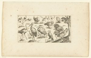 Quindici uccelli da Henri Le Roy