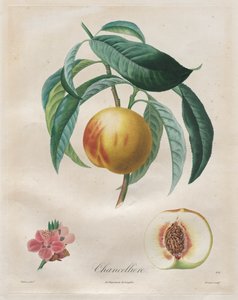 Traité des arbres fruitiers: Chancelière da Henri Louis Duhamel du Monceau