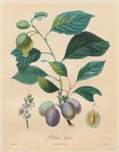 Traitè des arbres fruitiers: Prugna bifère, 1808-1835 da Henri Louis Duhamel du Monceau