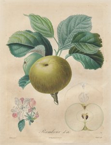 Trattato degli alberi da frutto: Rambour d