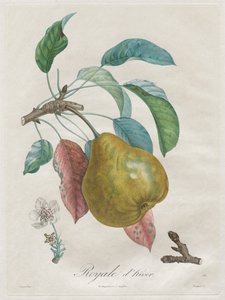 Trattato degli alberi da frutto: Royal d