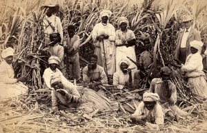 Tagliatori di canna da zucchero, Giamaica da Henri S. Duperly