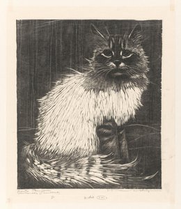 Angora variopinta