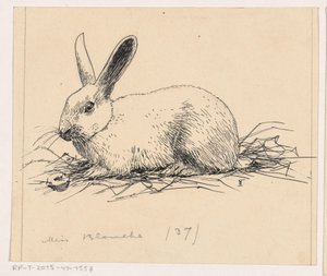 Coniglio da Henri Verstijnen (signed by artist)