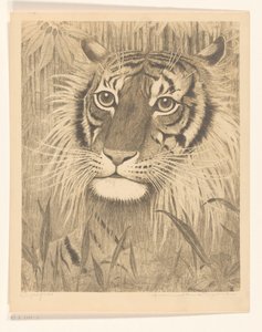Testa di una tigre