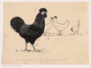 Polli da Henri Verstijnen
