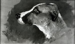 Testa di cane con orecchie corte