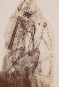 [Radiografia della mummia di un rapace] da Henri van Heurck