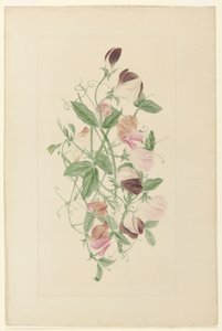 Piselli odorosi da Henrietta Benson Homer