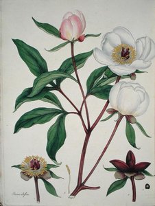 Paeonia Albiflora, da 