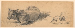 Studio di un giovane toro sdraiato in un prato