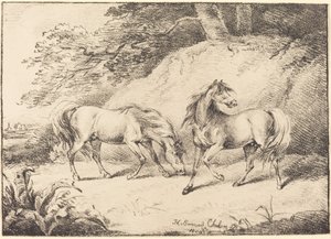Cavalli selvaggi