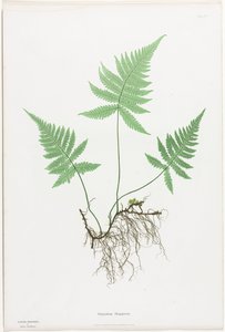 Felci della Gran Bretagna e Irlanda: Polypodium Phegopteris da Henry Bradbury