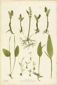 Stampa naturalistica di felci Moonwort e Adder
