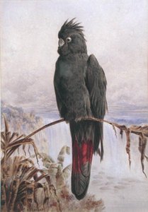 Cacatua nero dalla coda rossa australiano