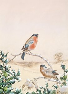Scena invernale con fringuello e agrifoglio