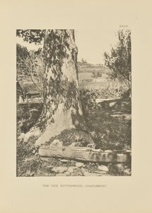 Il riso Buttonwood, Charlemont da Henry Brooks